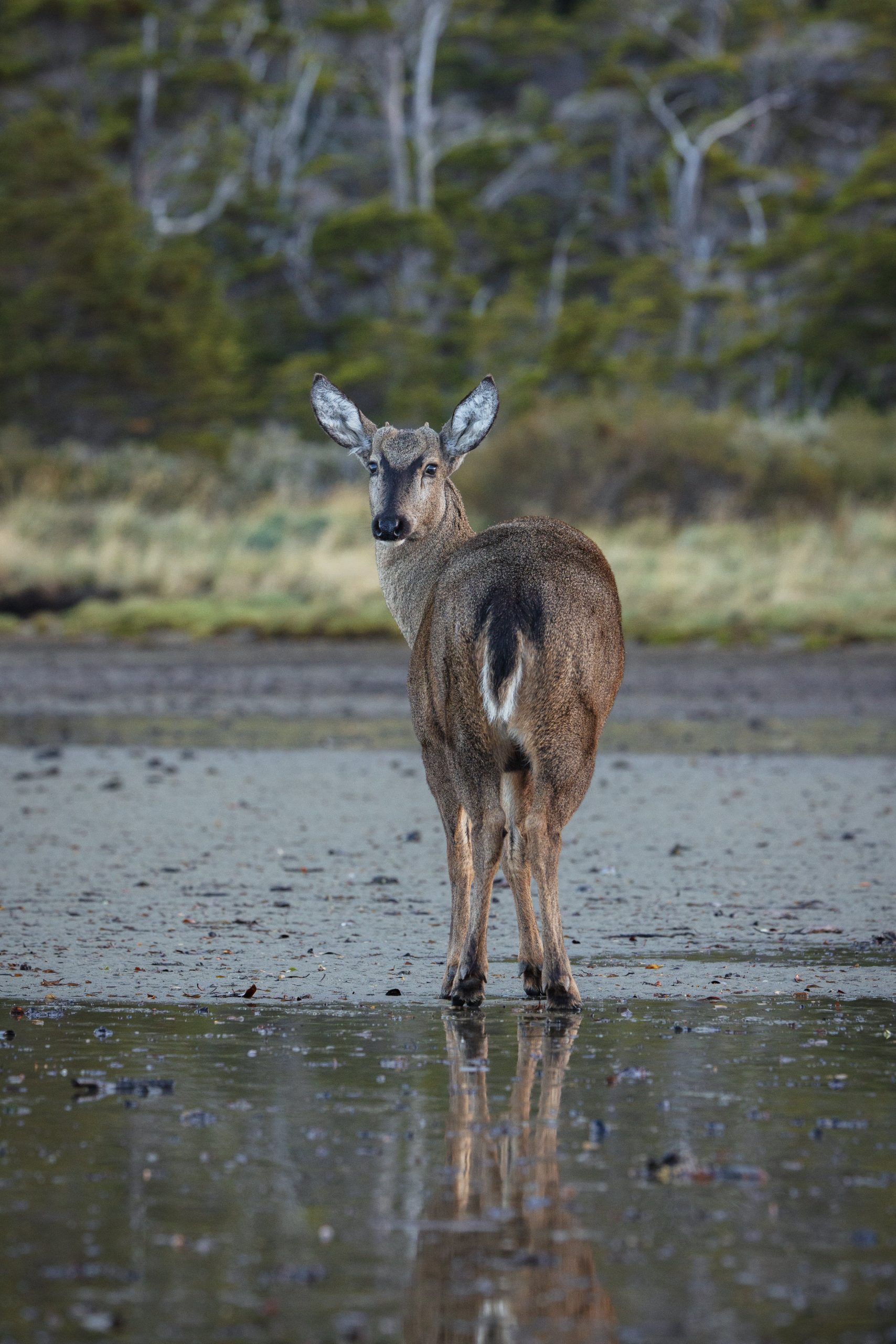 Miir Rewilding Chile 680ml - Imagen 3